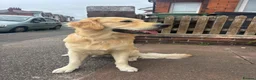 Golden Retriever dogs for stud: De niro golden boy  - Advert 6