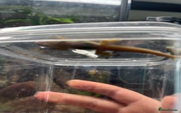 Gecko reptiles for sale: Lined day geckos  - Image 4