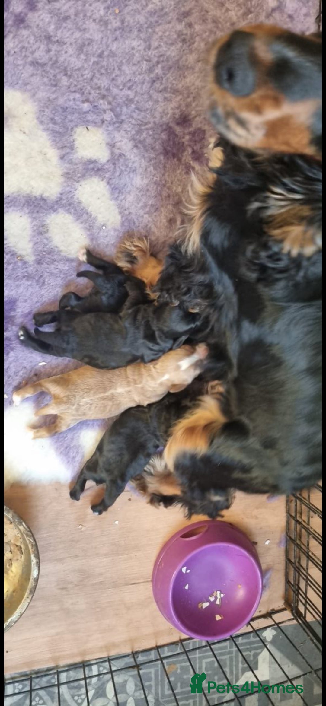 Cockapoo dogs for sale: Cockapoo puppies - Advert 6