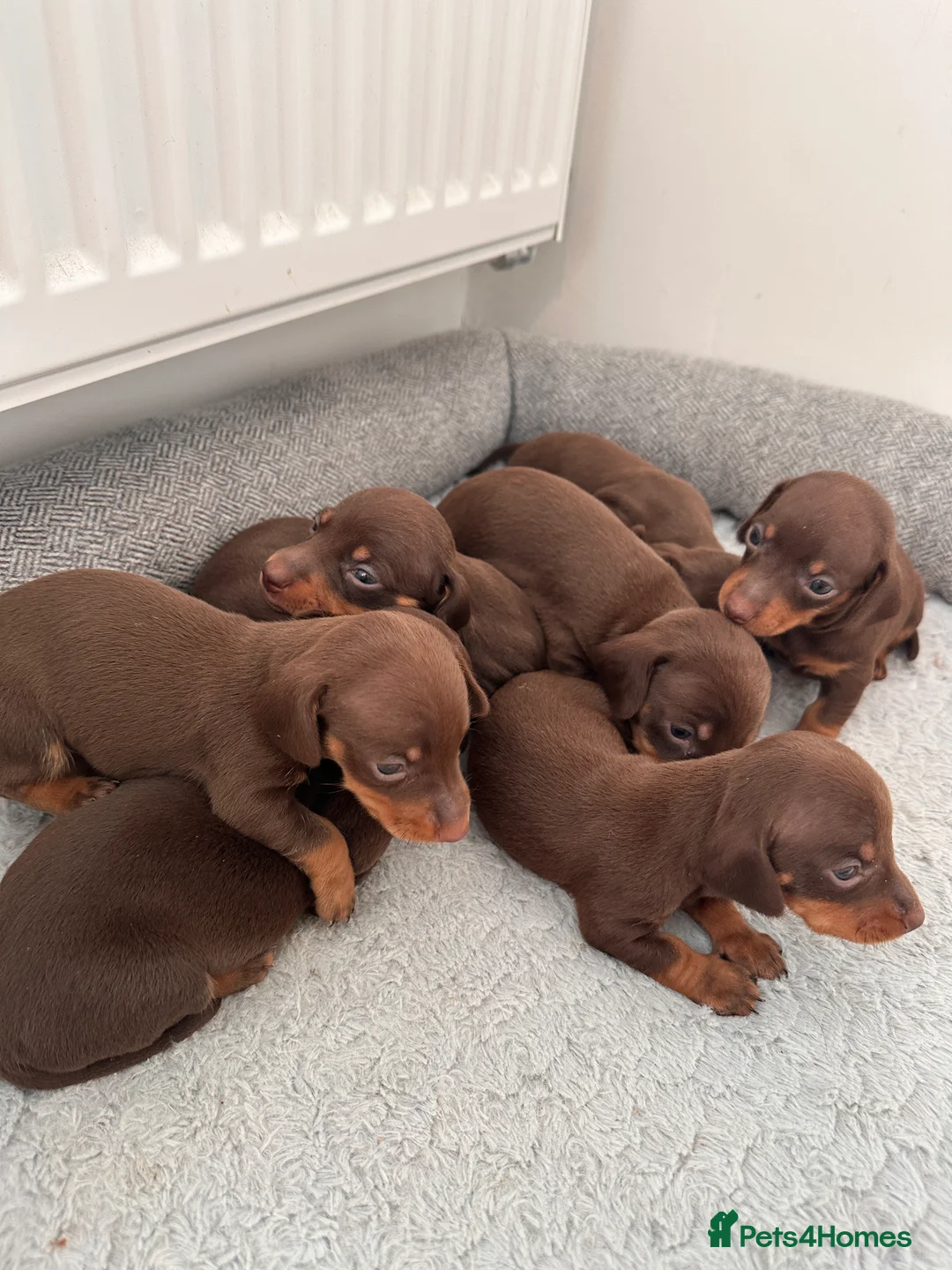 Miniature Dachshund dogs for sale: 5TH GENERATION PEDIGREE MINIATURE DACHSHUND  - Advert 2