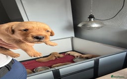 Goldador dogs for sale: Fox red goldador puppies ❤️ - Image 15