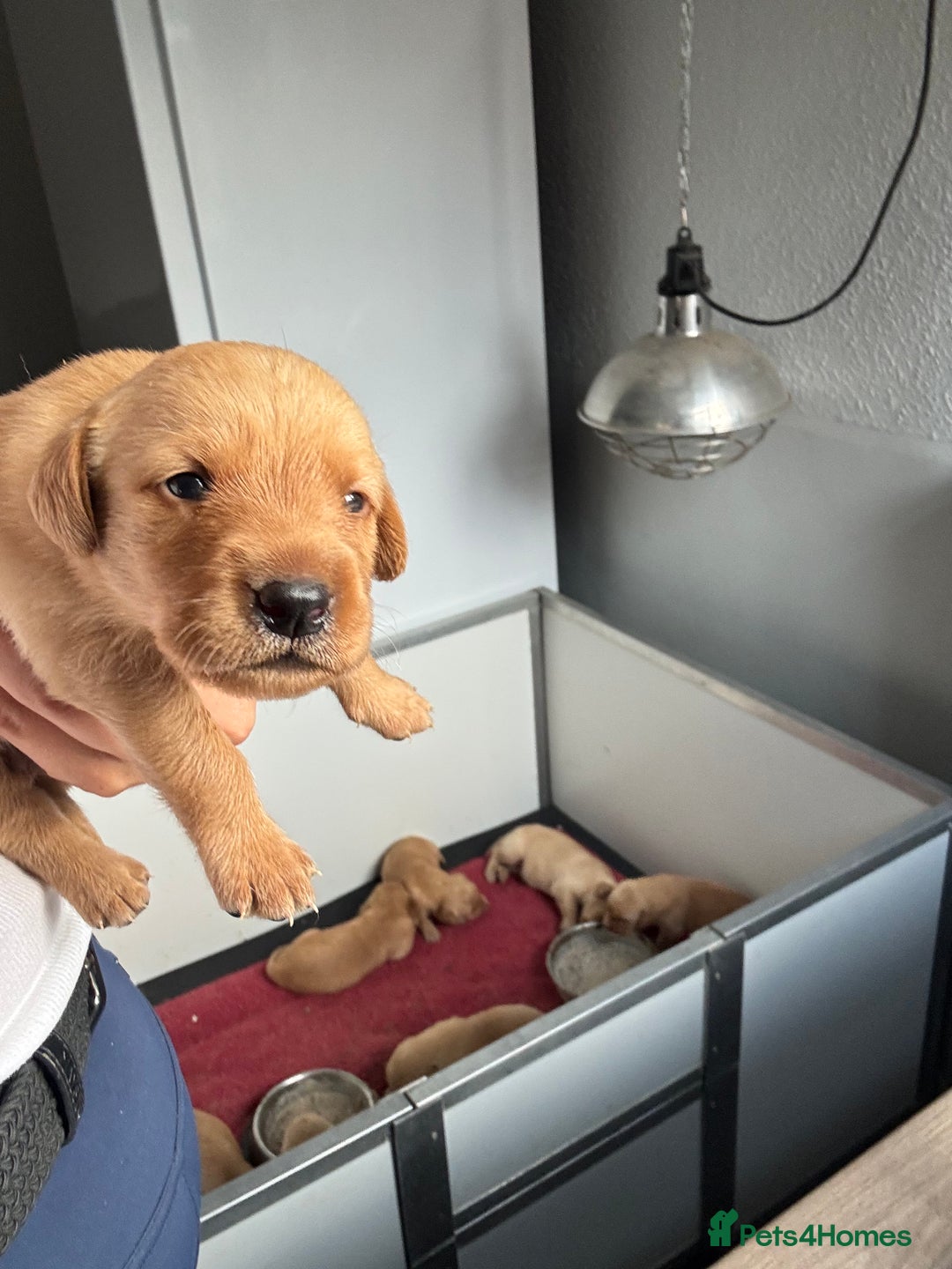 Goldador dogs for sale: Fox red goldador puppies ❤️ - Image 15