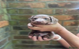 Miniature Dachshund dogs for sale: Stunning Mini Dachshund*1 LH Boy & 1 SH Girl left* - Image 24