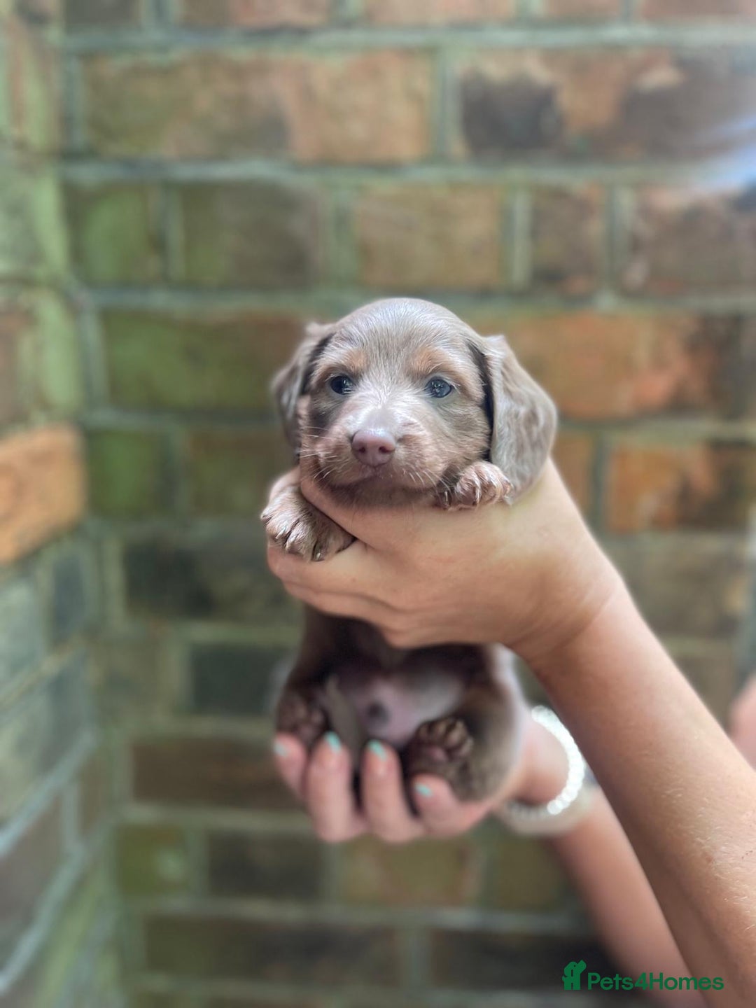 Miniature Dachshund dogs for sale: Stunning Mini Dachshund*1 LH Boy & 1 SH Girl left* - Image 24