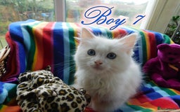 Ragdoll cats for sale: Stunning Ragdoll Kittens.... READY NOW - Image 17