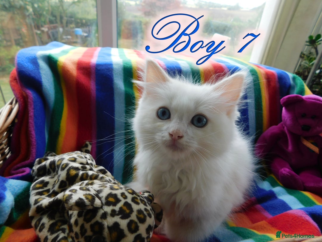 Ragdoll cats for sale: Stunning Ragdoll Kittens.... READY NOW - Image 17