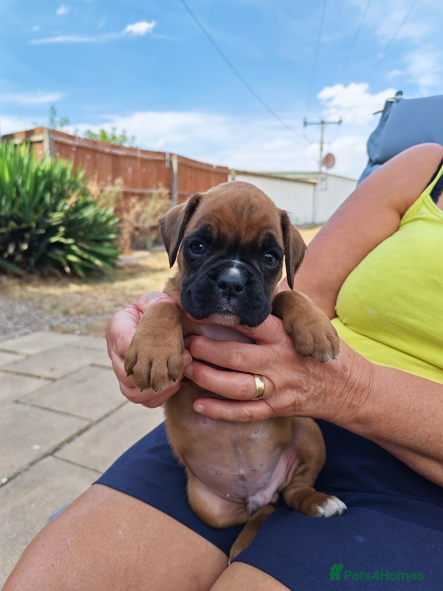 Boxer dogs Boxer puppies    BOYS - Advert 2