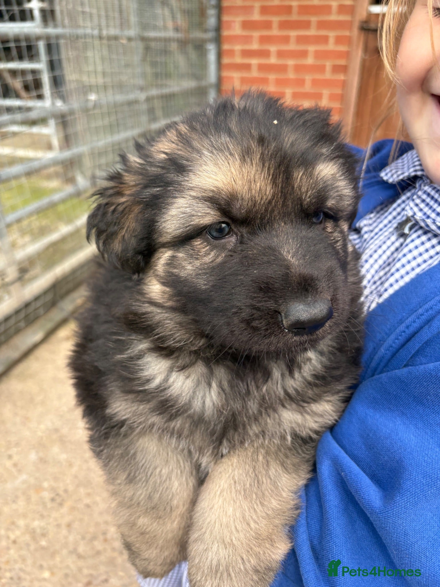 German Shepherd dogs Gorgeous  Home Bred German Shepherd Girls - Advert 1