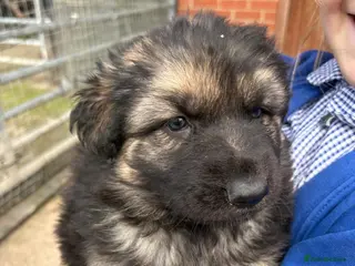 German Shepherd dogs Gorgeous Home Bred German Shepherd Girls - Advert 2