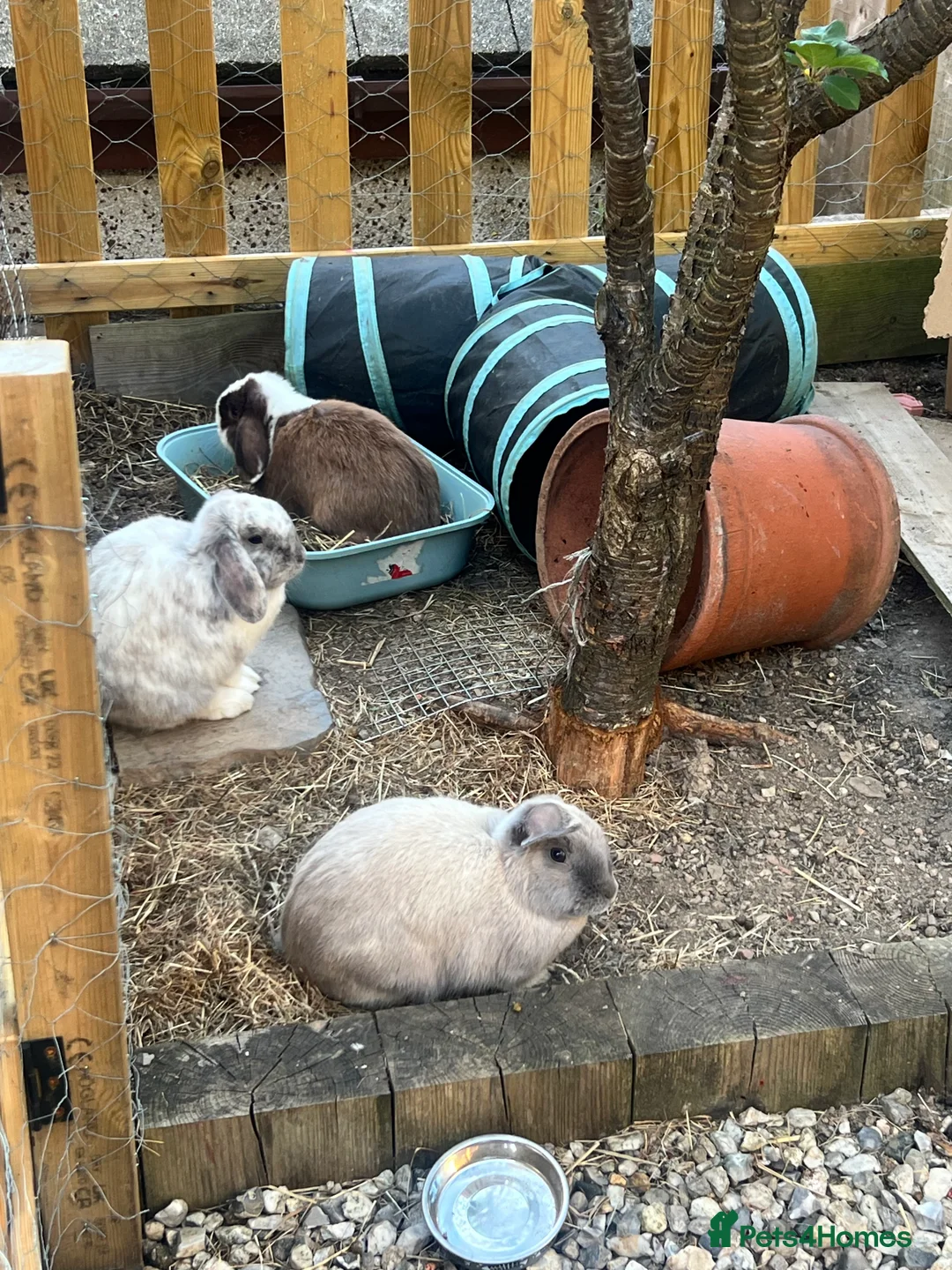 Mini Lop rabbits for sale: 3 bonded rabbits 🥰 in Saltash - Advert 1
