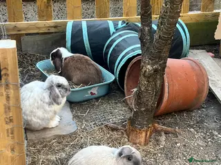 Mini Lop rabbits 3 bonded rabbits 🥰 - Advert 14