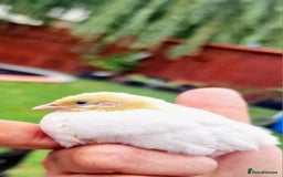 Quail poultry for sale: Chinise painted quail  - Image 9