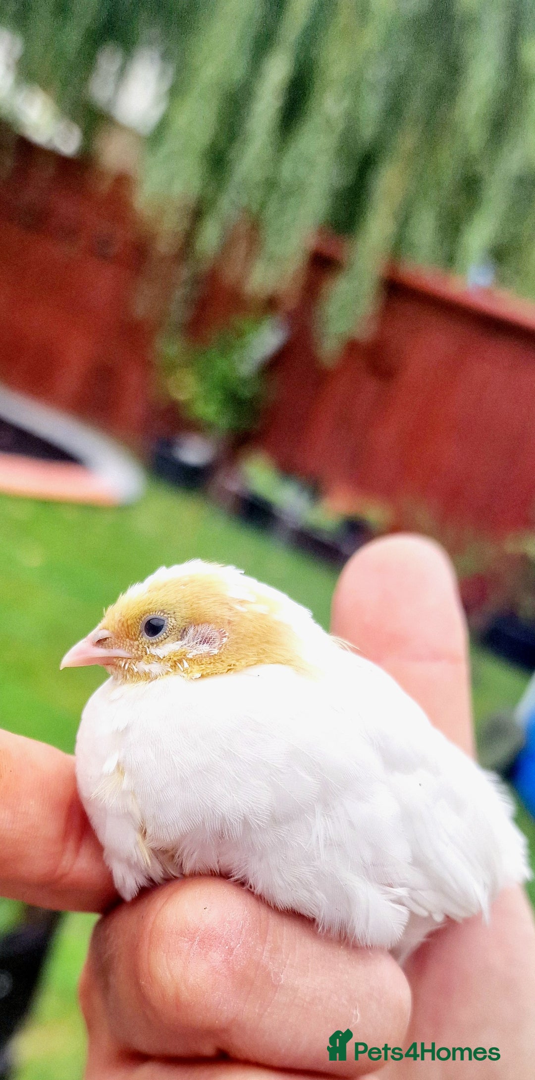 Quail poultry for sale: Chinise painted quail  - Image 9