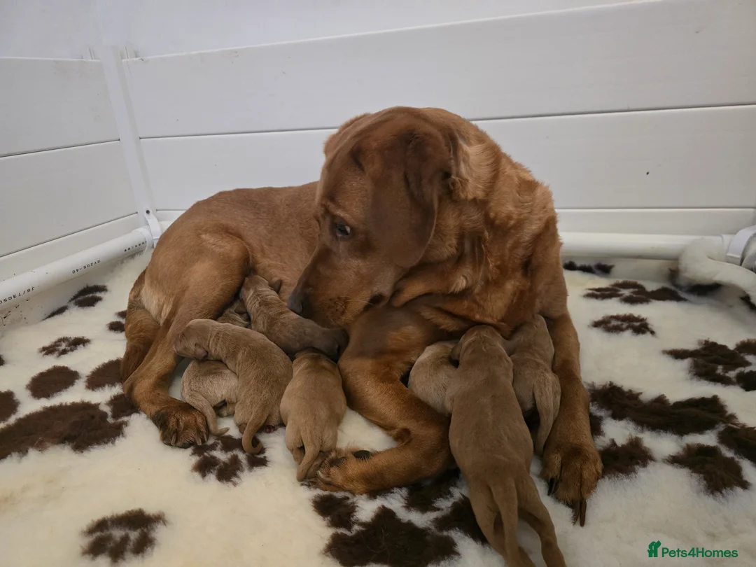 Labrador Retriever dogs for sale: KC  reg lab pups - Advert 1