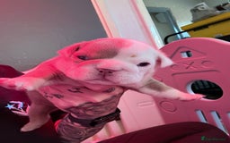 English Bulldog dogs for sale: Beautiful litter of blue fawn English bulldogs - Image 12