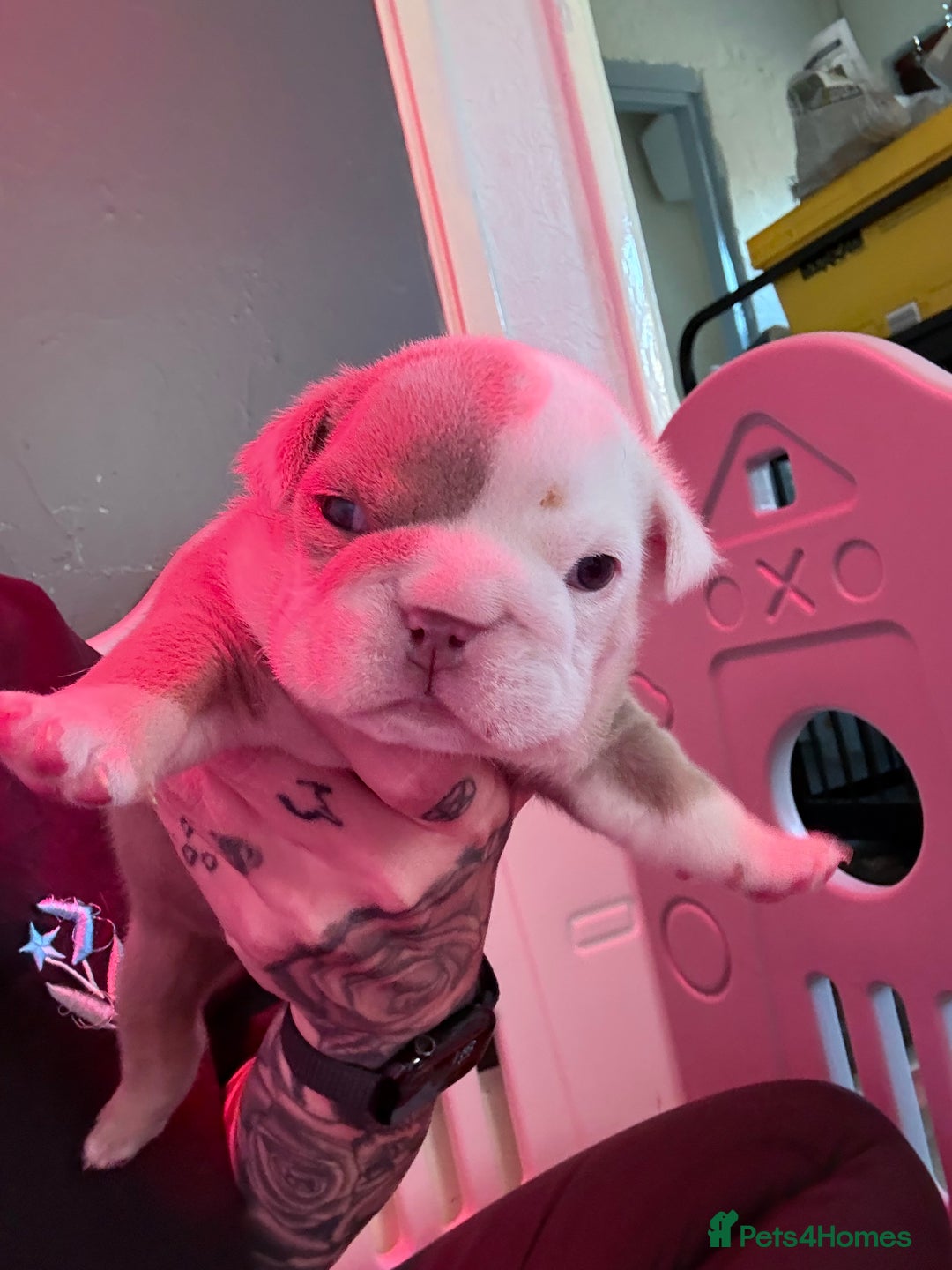 English Bulldog dogs for sale: Beautiful litter of blue fawn English bulldogs - Image 12