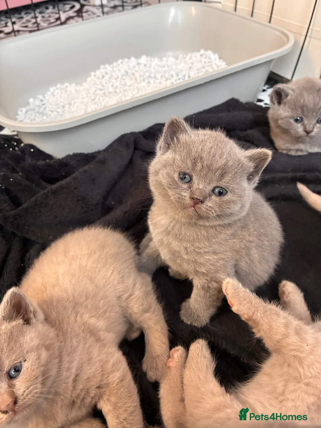 British Shorthair cats for sale: British shorthair kittens blue & lilic - Advert 12