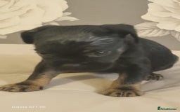 Mixed Breed dogs for sale: 4 french bulldog x boarder terror girls  - Image 15
