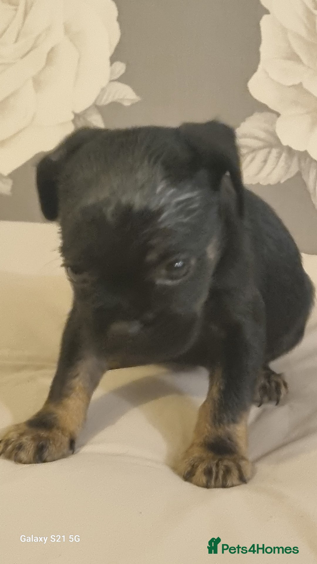 Mixed Breed dogs for sale: 4 french bulldog x boarder terror girls  - Image 15