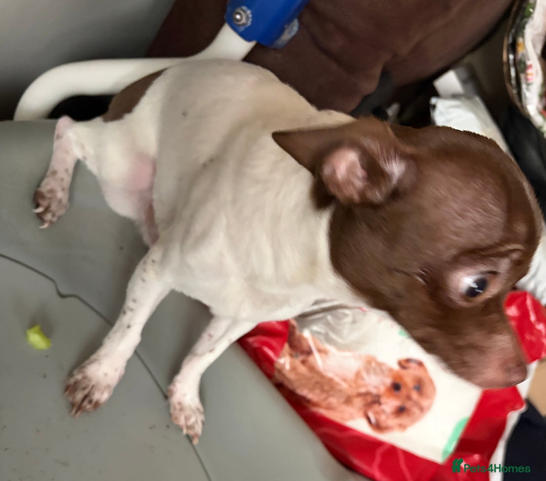 Chihuahua dogs for sale: Pure Breed Chihuahua male - Advert 3