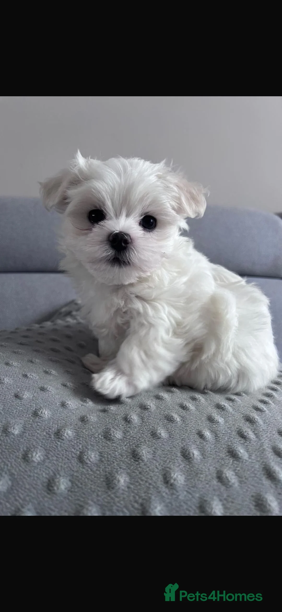 Maltese dogs for sale: Maltese puppies - Advert 7