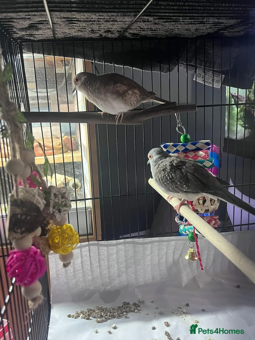 Mixed Breed birds for sale: Female budgies, Love birds and diamond dove in Scunthorpe - Advert 2