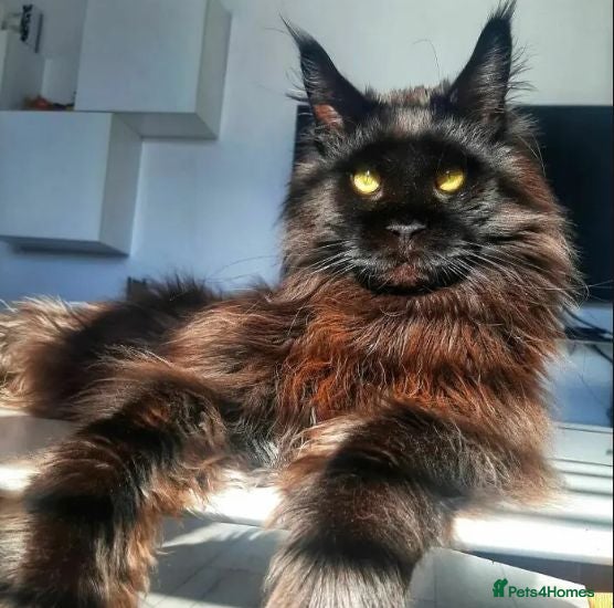 Maine Coon cats mainecoon boy 3 years old  - Advert 3