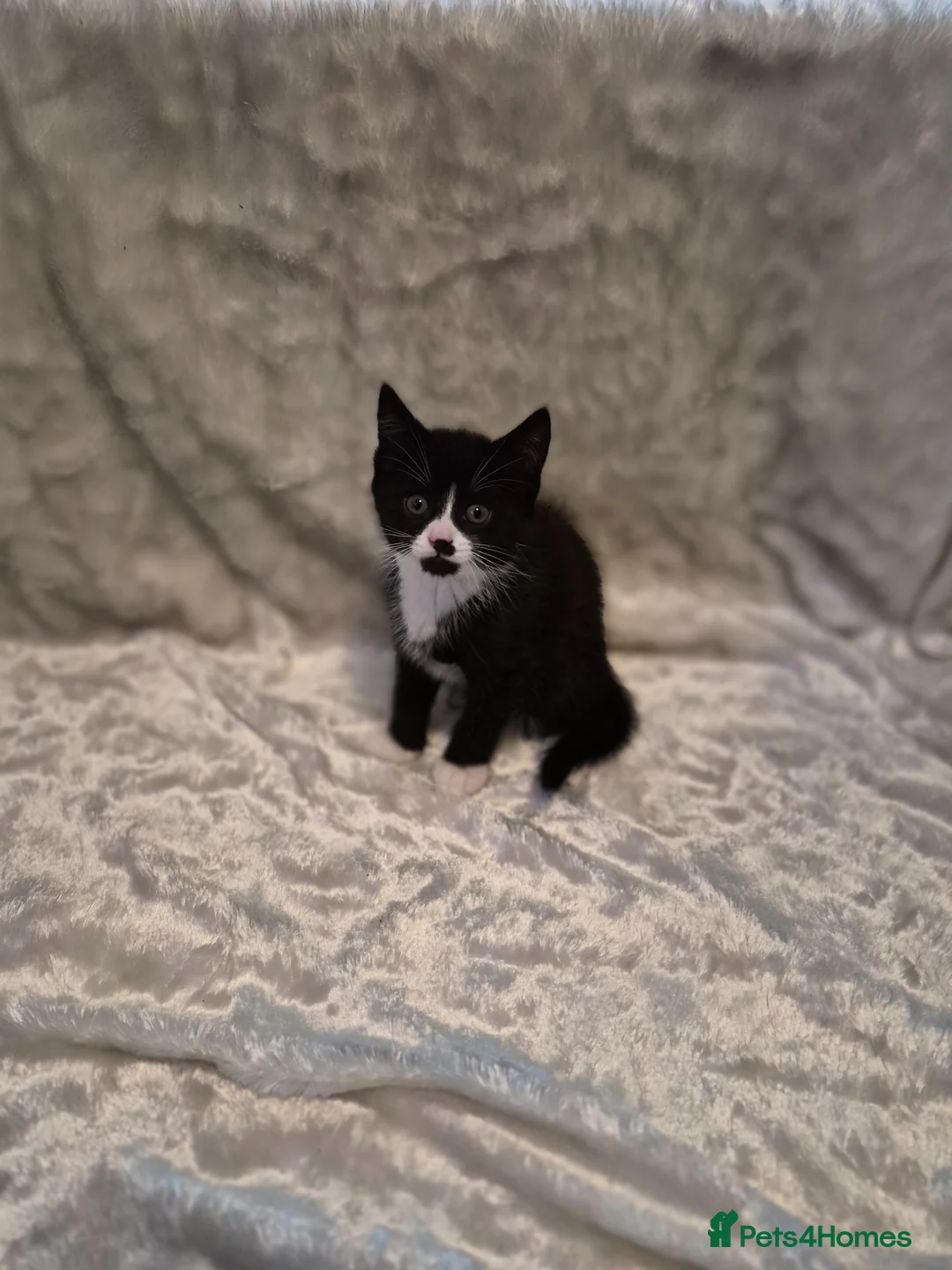 Mixed Breed cats for sale: Kittens ready now  in Rochester - Advert 6