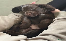 Cocker Spaniel dogs for sale: Kc reg, working bred cocker spaniels - Image 3