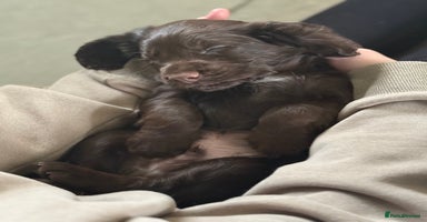 Cocker Spaniel dogs - Advert 3