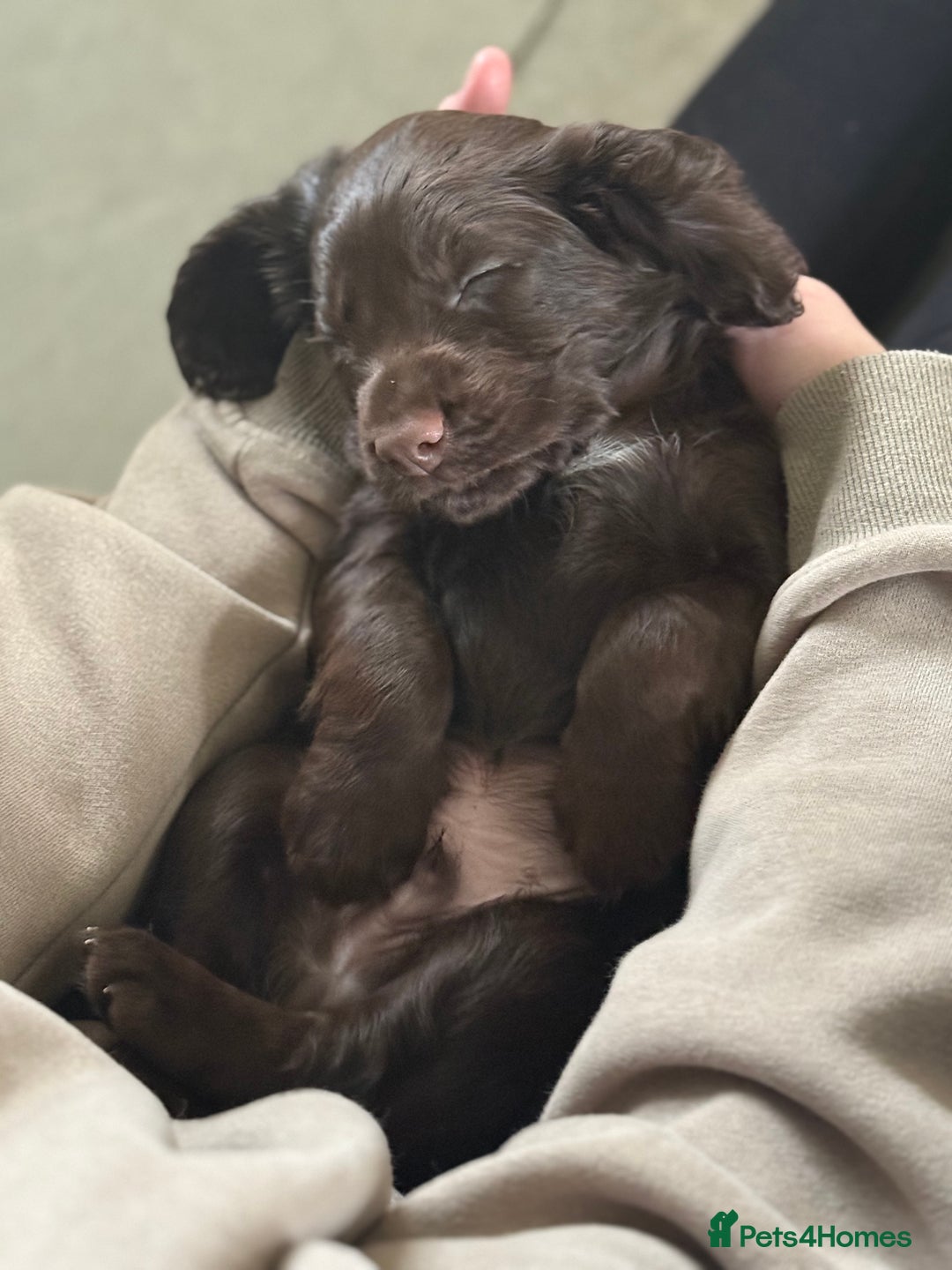 Cocker Spaniel dogs for sale: Kc reg, working bred cocker spaniels - Image 3