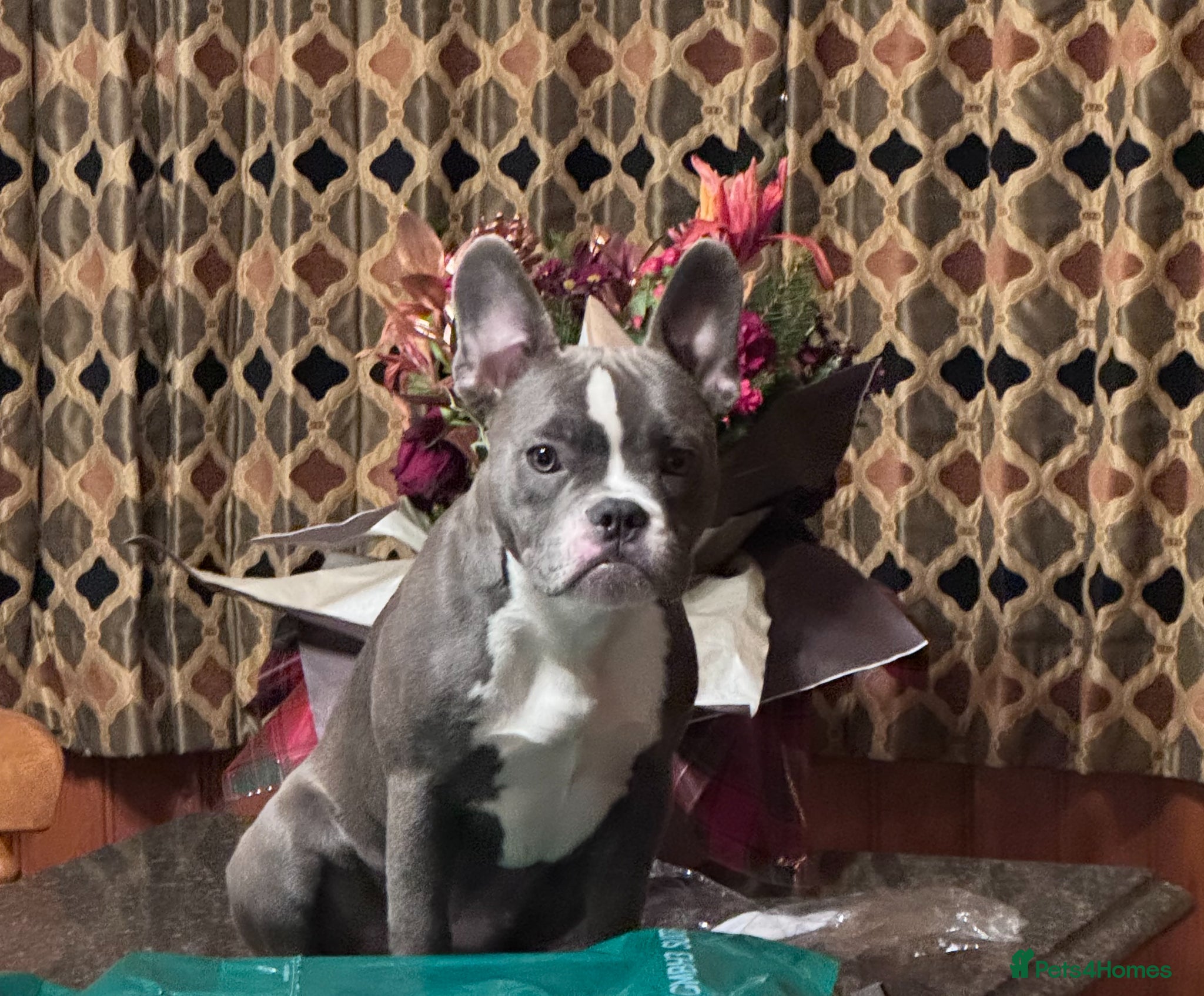 Mixed Breed dogs Sofie, 9 Month French Bulldog/Micro Bully crosss - Advert 2