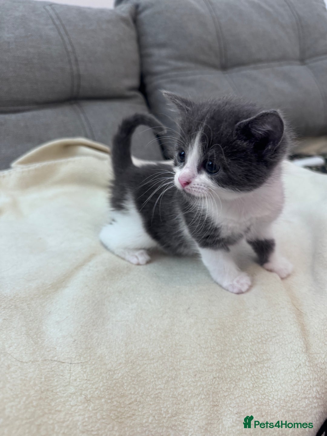 Mixed Breed cats for sale: Beautiful kittens looking new home 🐱🧡 - Advert 7