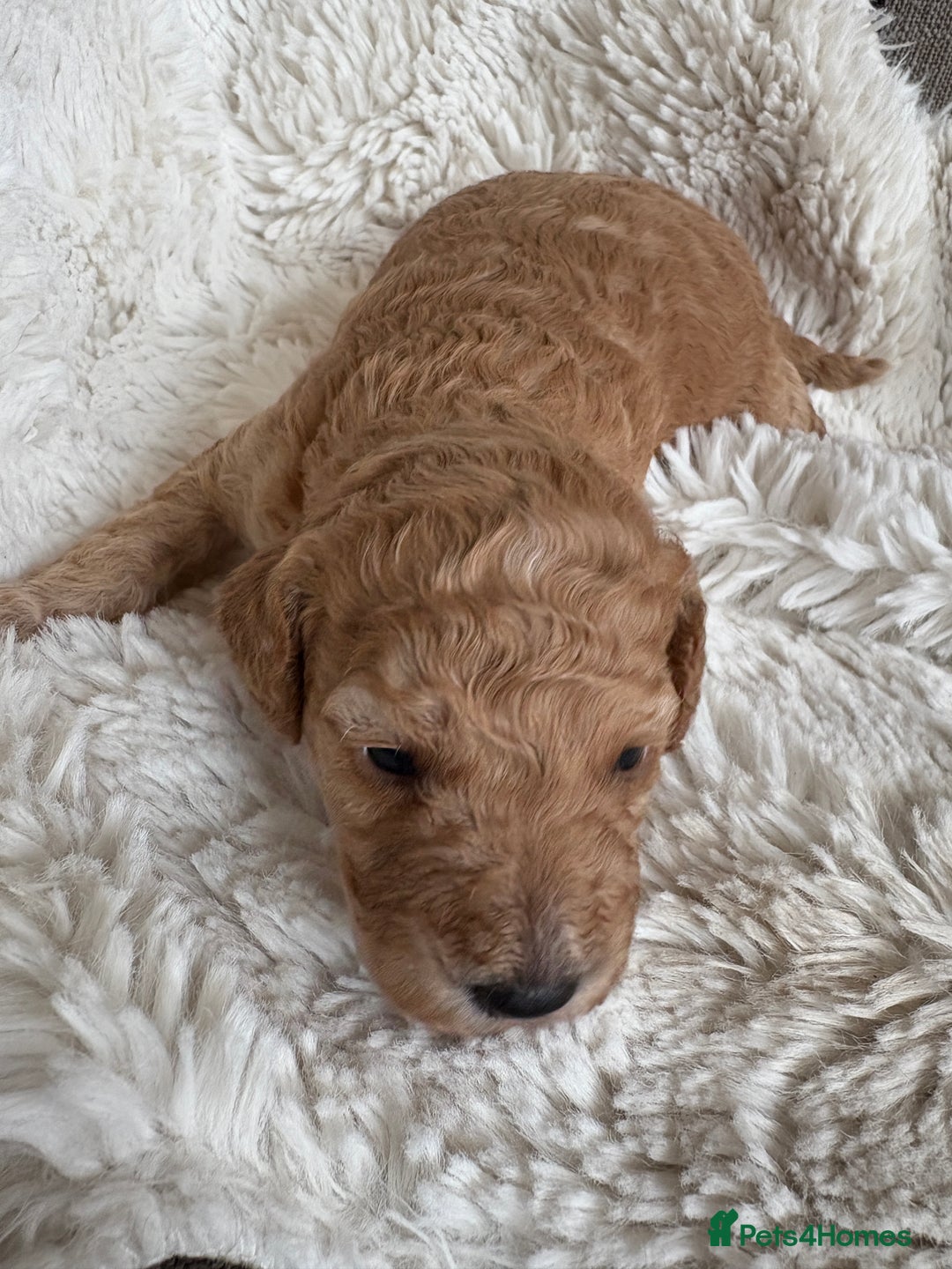 Cavapoo dogs for sale: Beautiful cavapoo puppies from a family home - Advert 33