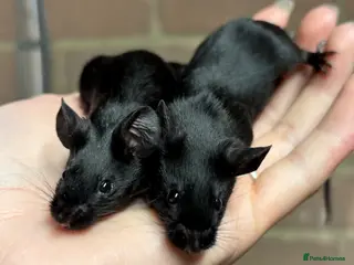 Mouse rodents Fancy Mice - Advert 1