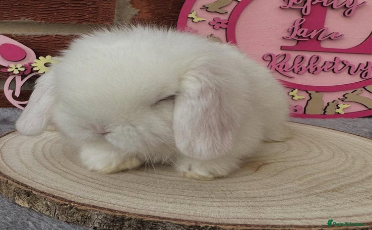 Mini Lop rabbits - Advert 14