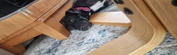 Patterdale Terrier dogs for sale: 3 Year Old Patterdale Terrier in Widnes - Advert 3