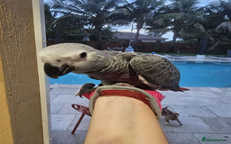 Parrots birds for sale: Super Tamed Baby African Grey Parrots available  - Image 4