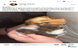 Guinea Pig rodents for sale: 2 guinea pigs  - Image 1