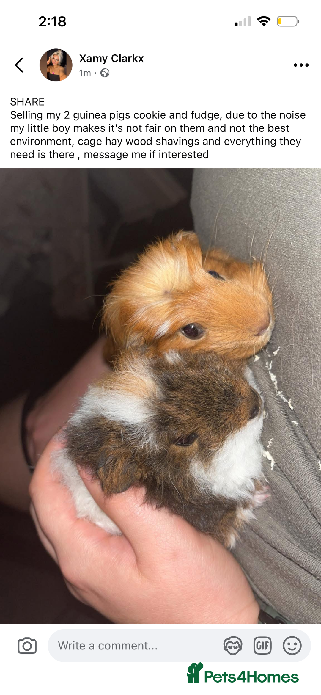 Guinea Pig rodents for sale: 2 guinea pigs  - Image 1