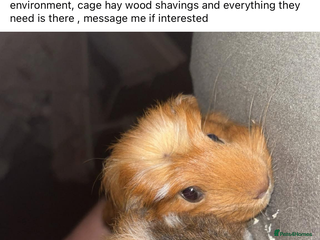 Guinea Pig rodents for sale - Advert 1