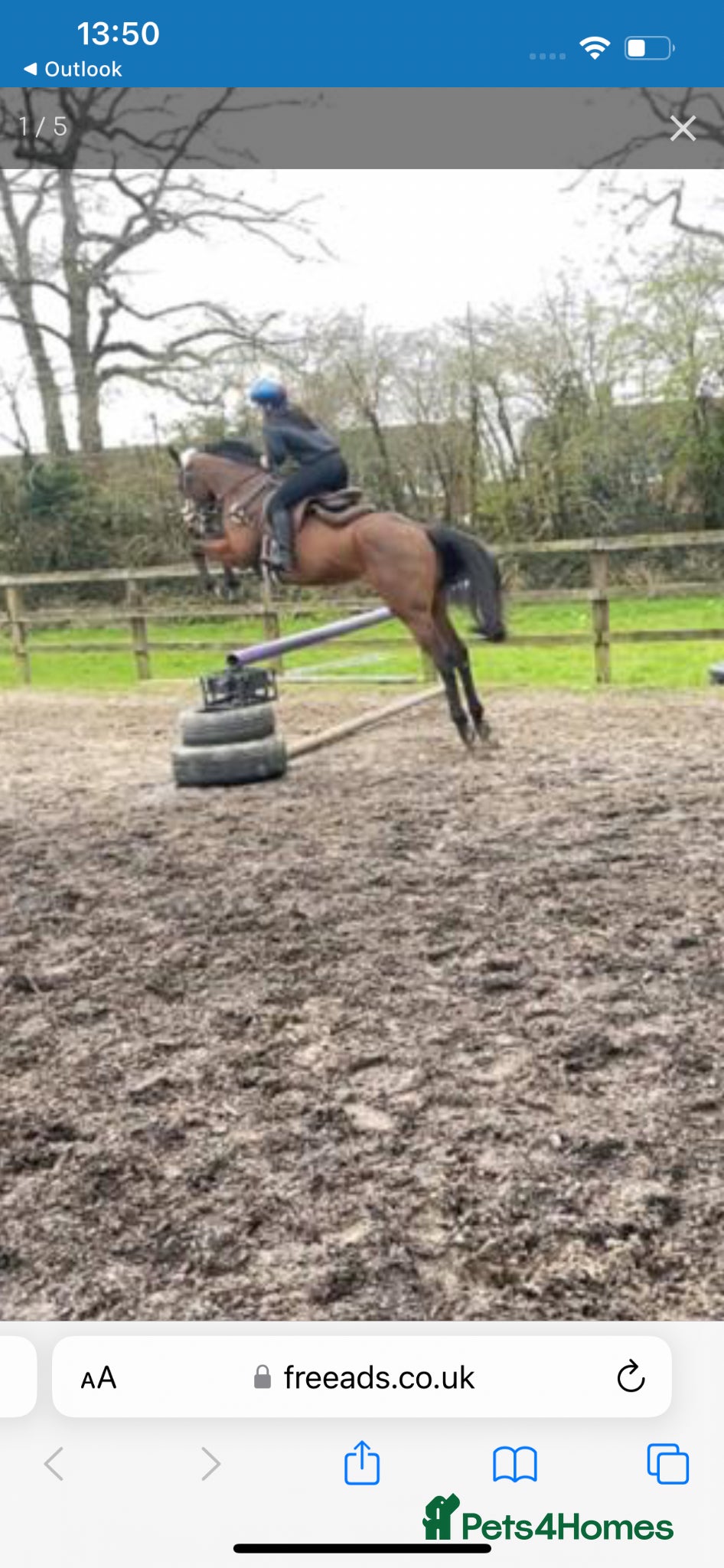 English Thoroughbred horses for sale: Project in Dorchester - Advert 8