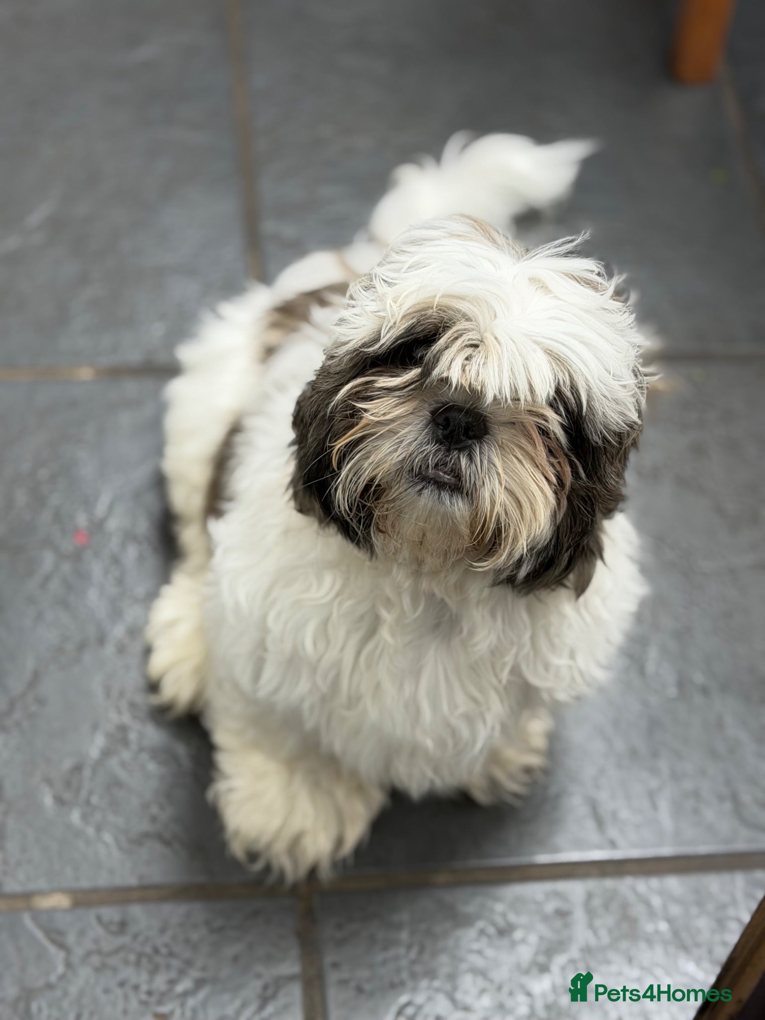Shih Tzu dogs Champion Bloodline 4 months old Shih tzu puppy - Advert 1