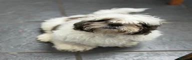 Shih Tzu 1