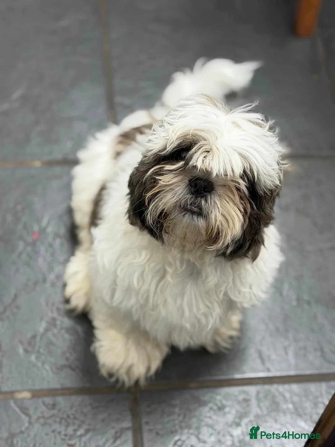 Shih Tzu dogs for sale: Champion Bloodline 4 months old Shih tzu puppy - Advert 1