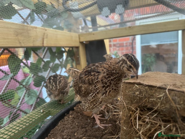 Quail poultry Coturnix Quail & Hatching Eggs in Ashton-under-Lyne - Advert 14
