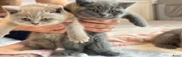 British Shorthair cats for sale: GCCF registered kitten - Advert 15
