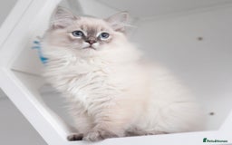 Ragdoll cats for stud: Ragdoll Stud  in Manchester - Image 24