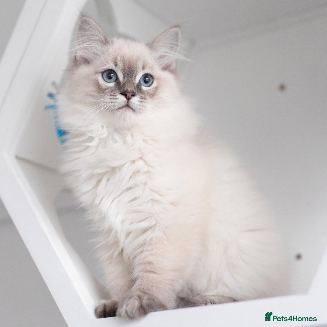 Ragdoll cats for stud: Ragdoll Stud  in Manchester - Image 24
