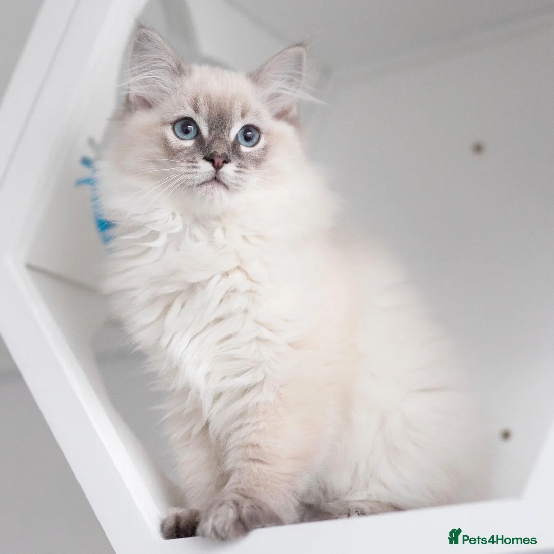 Ragdoll cats for stud: Ragdoll Stud  in Manchester - Advert 22